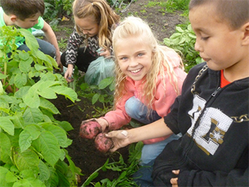 Four youth in a vegetable garden harvesting red potatoes