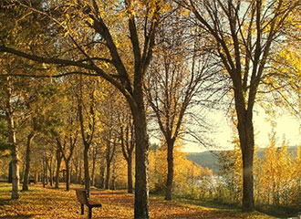 Park bench under a canopy of trees in fall colours.