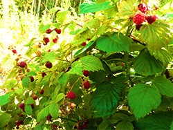 Raspberry bush laden with fruit