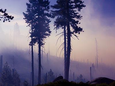 Burnt forests filled with wildfire smoke